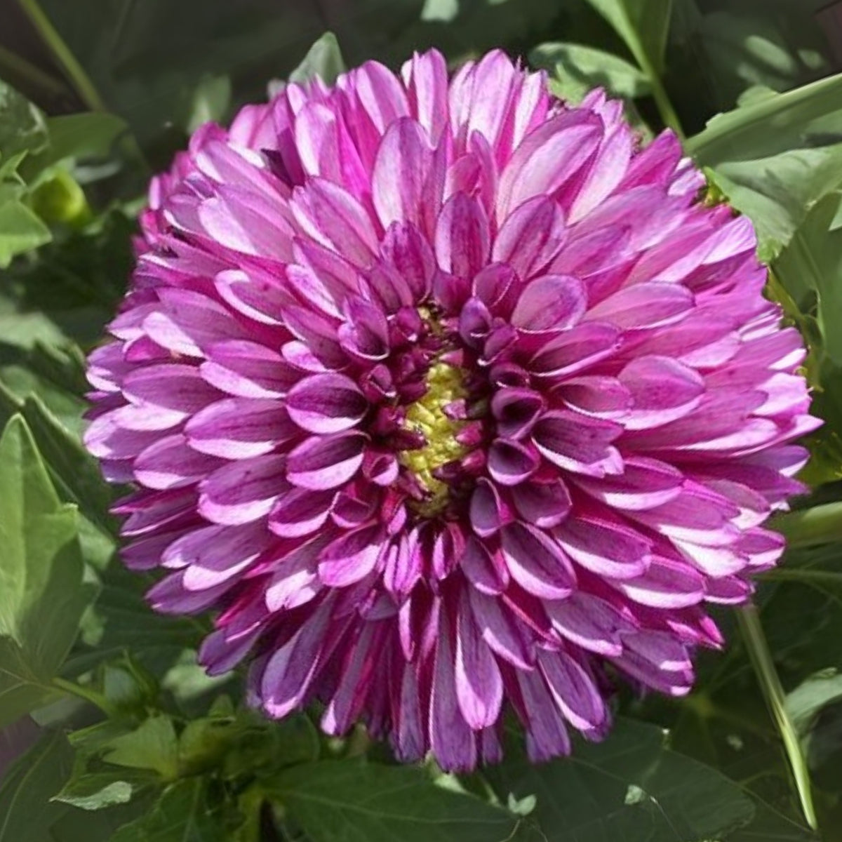 Hugs N Kisses Dahlia Perennial Seeds - Long Lasting Blooms, 40+ seeds