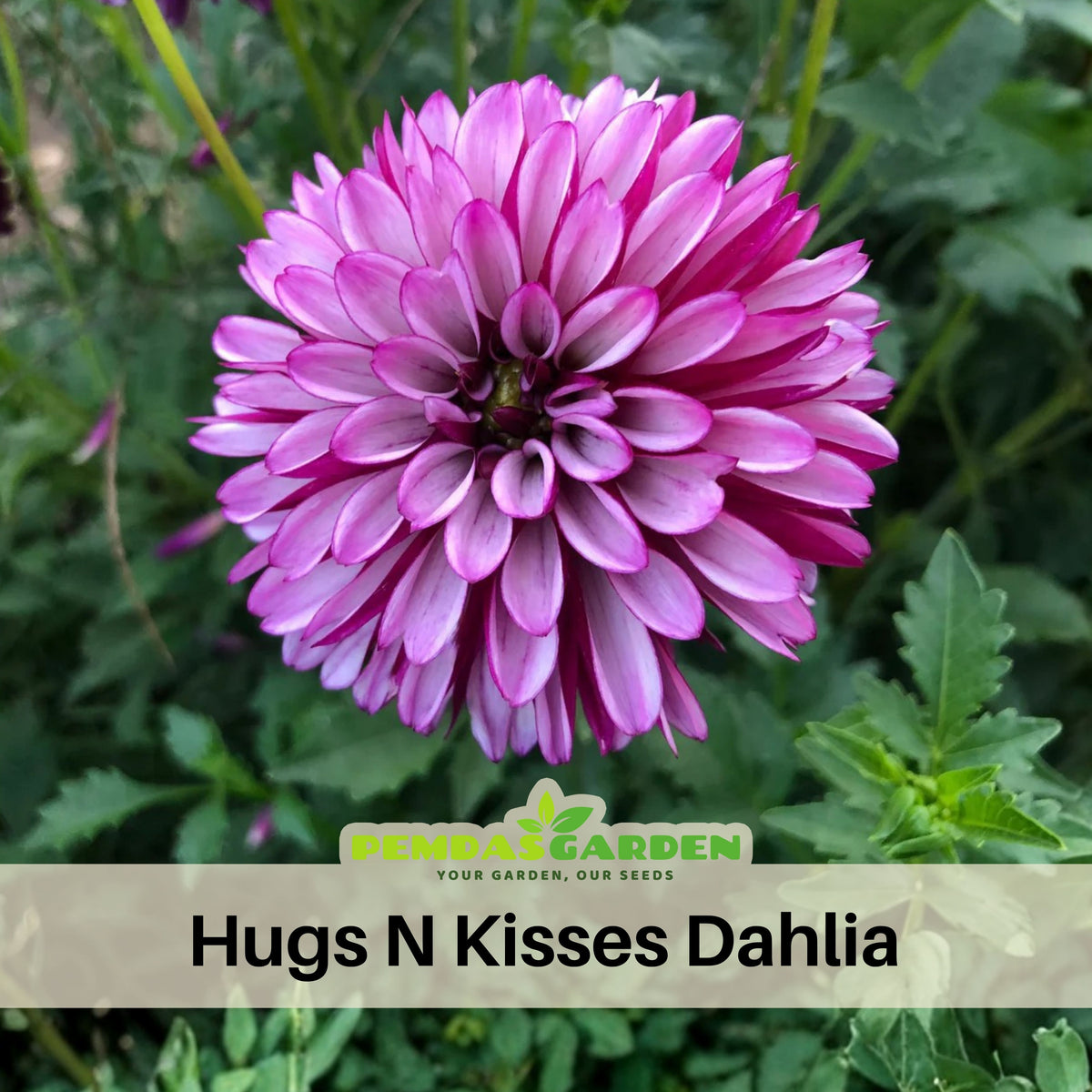 Hugs N Kisses Dahlia Perennial Seeds - Long Lasting Blooms, 40+ seeds