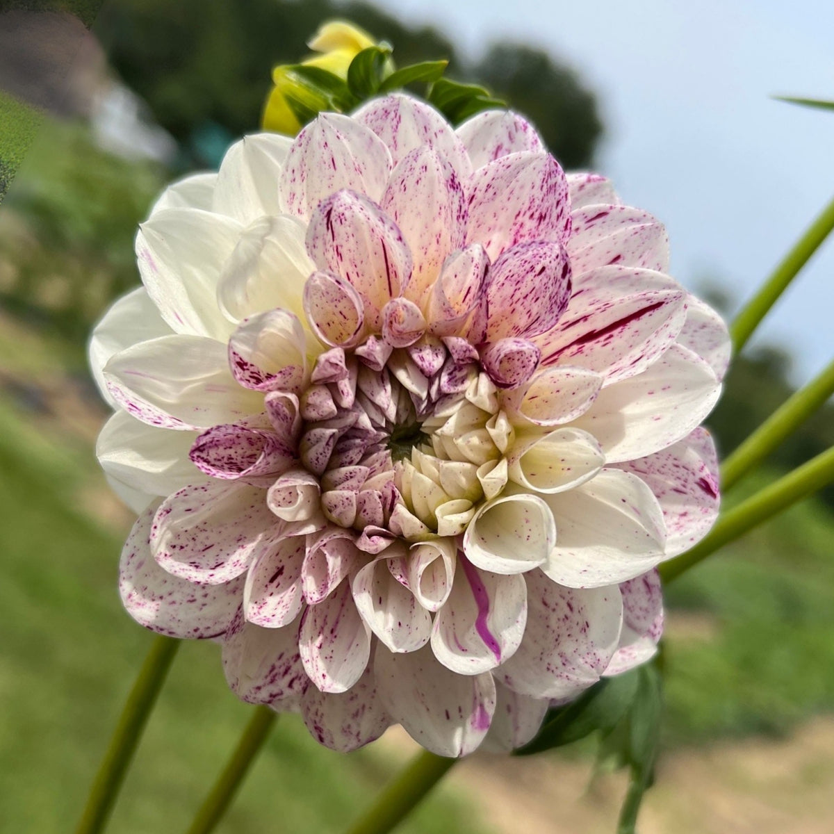 Hulin's Carnival Dahlia Perennial Seeds, 40+ seeds