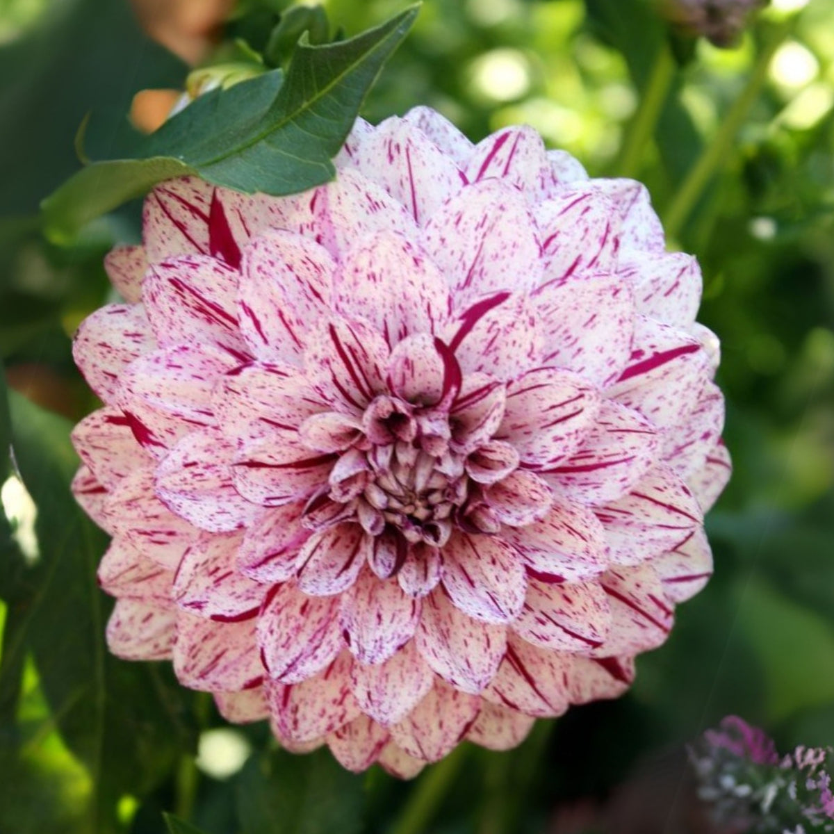 Hulin's Carnival Dahlia Perennial Seeds, 40+ seeds