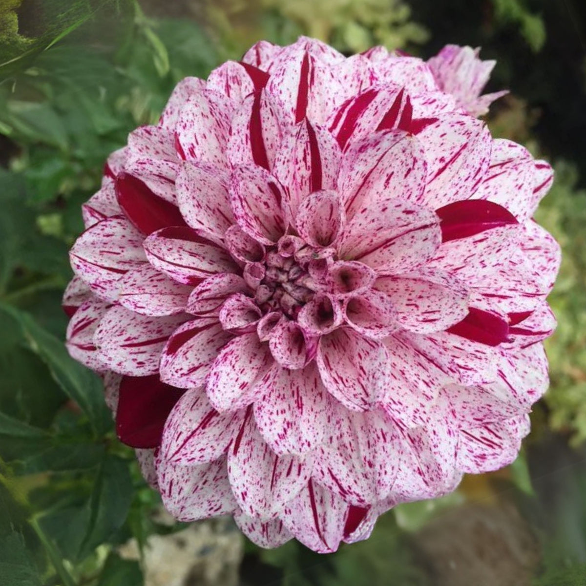 Hulin's Carnival Dahlia Perennial Seeds, 40+ seeds
