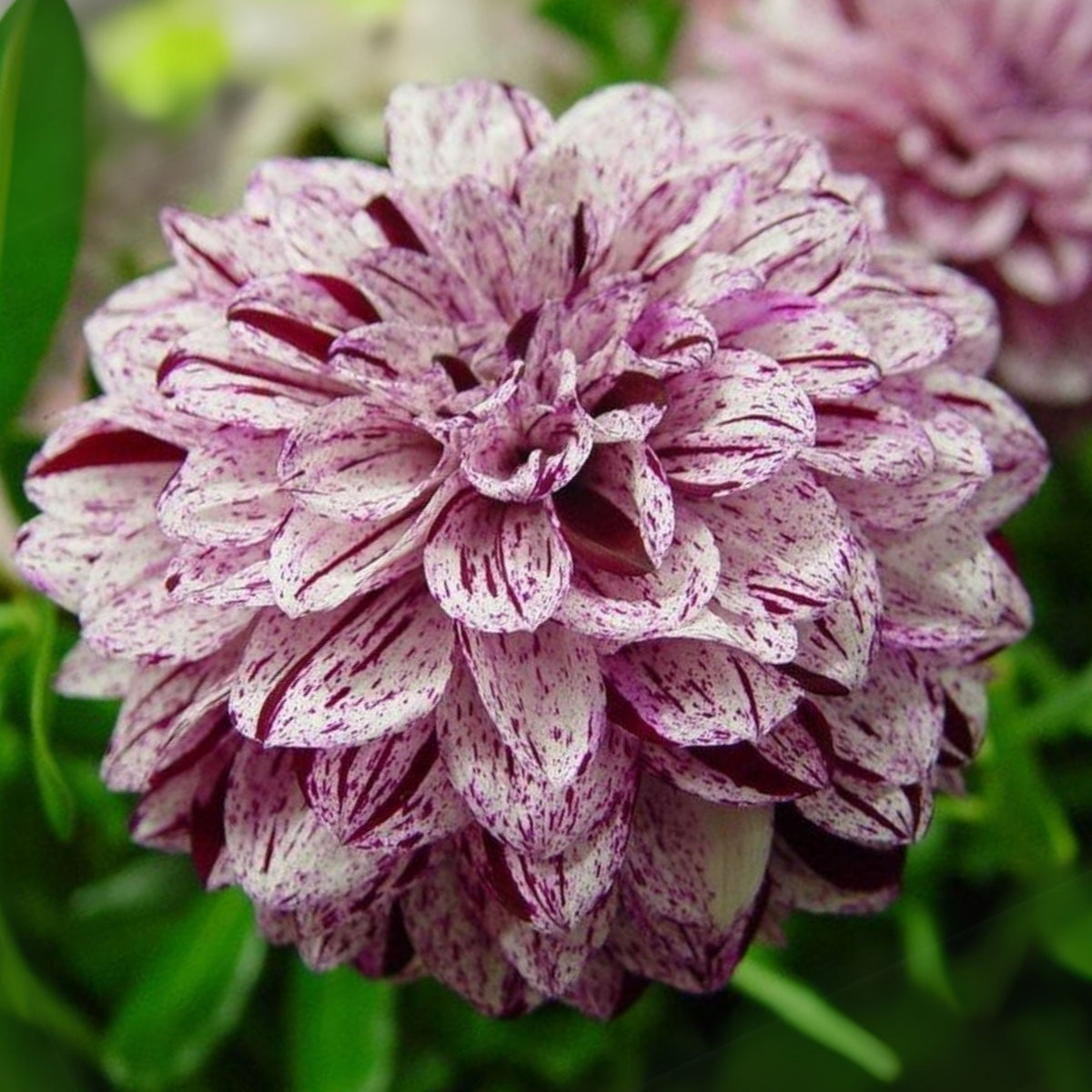 Hulin's Carnival Dahlia Perennial Seeds, 40+ seeds