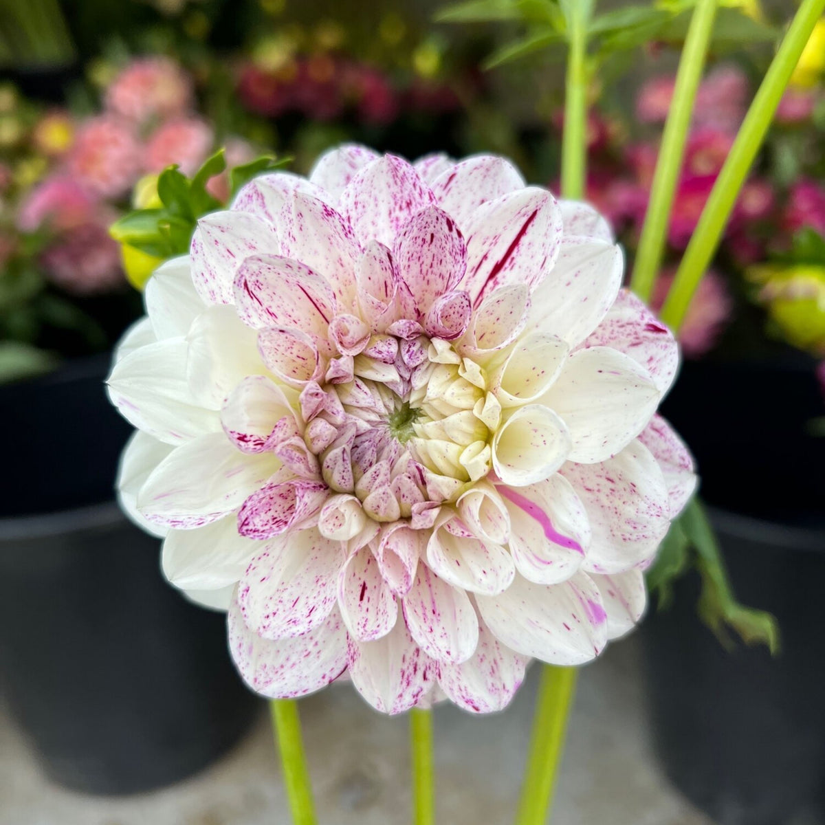 Hulin's Carnival Dahlia Perennial Seeds, 40+ seeds