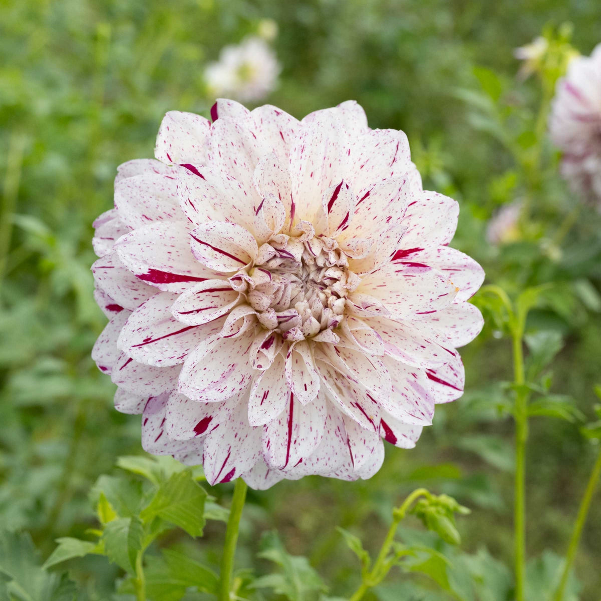 Hulin's Carnival Dahlia Perennial Seeds, 40+ seeds