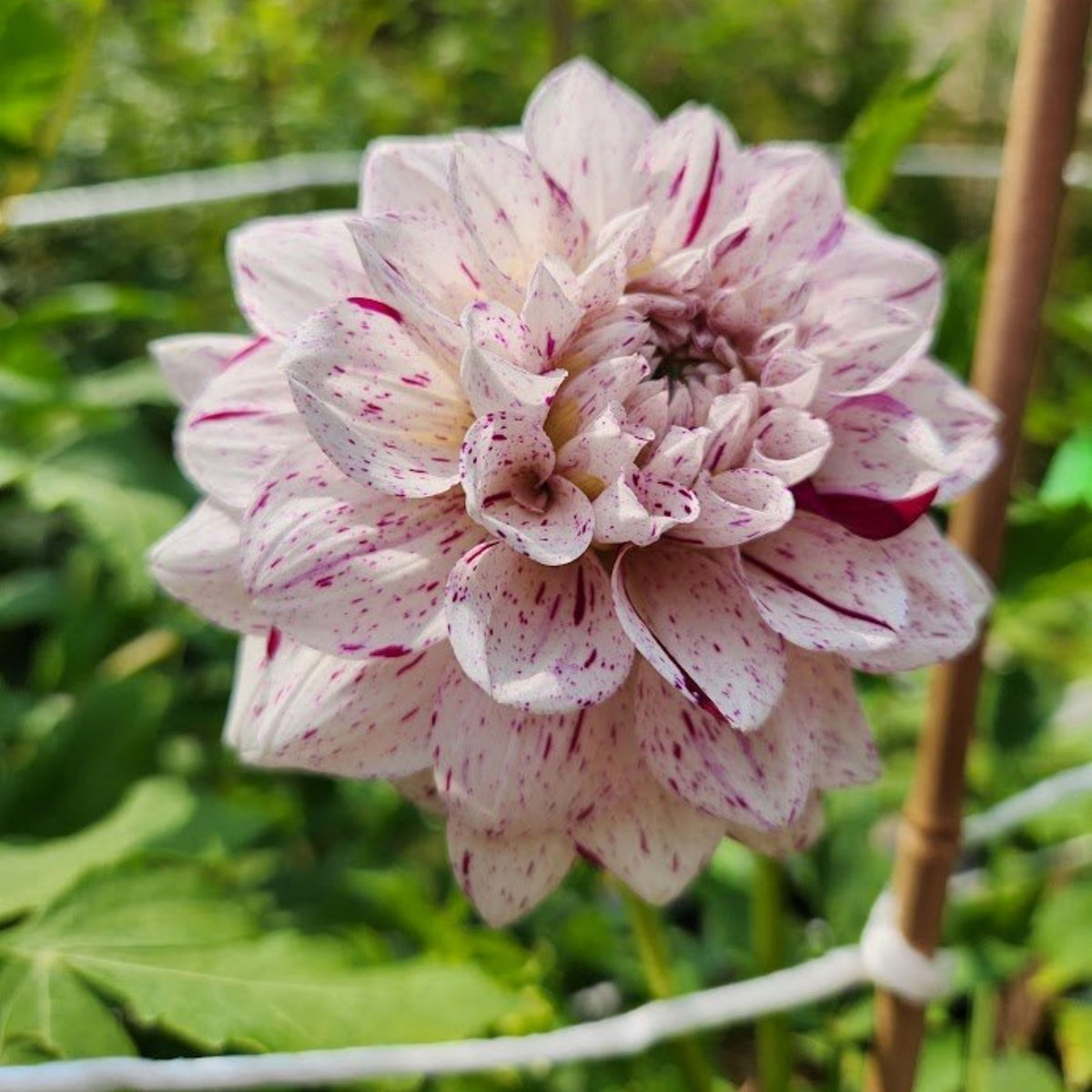 Hulin's Carnival Dahlia Perennial Seeds, 40+ seeds