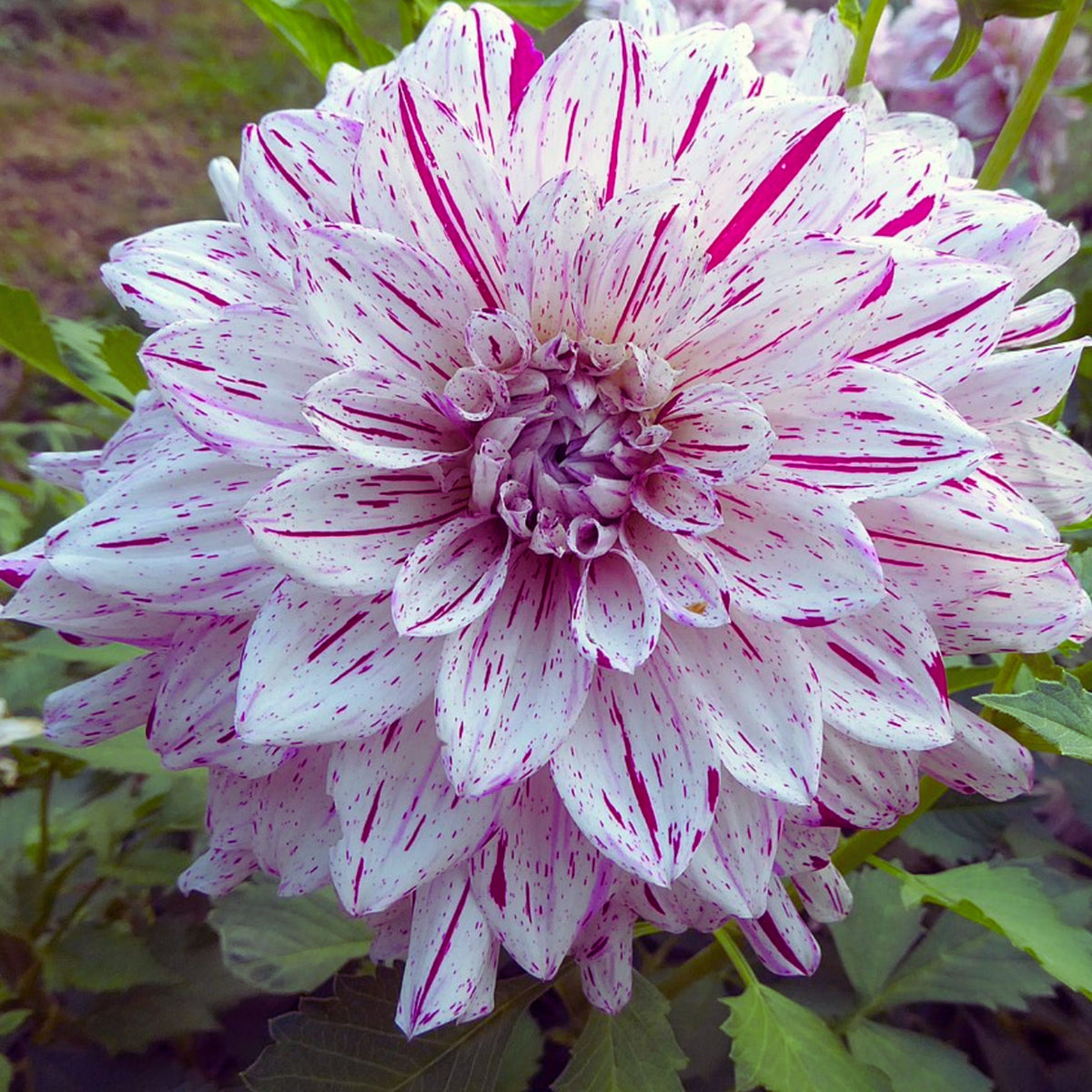 Hulin's Carnival Dahlia Perennial Seeds, 40+ seeds