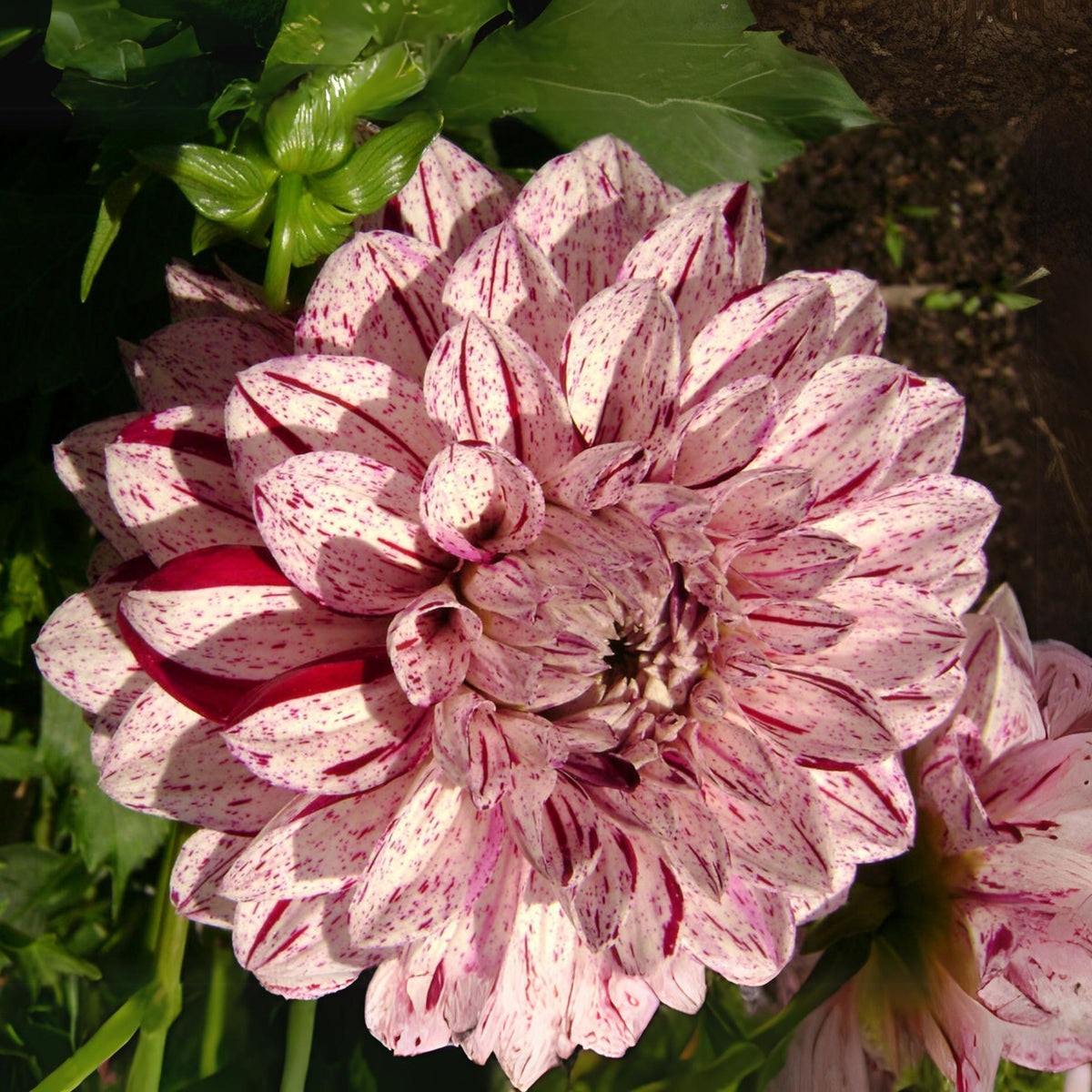 Hulin's Carnival Dahlia Perennial Seeds, 40+ seeds