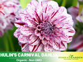 40+ Seeds|  Hulin's Carnival Dahlia Perennial Seeds– Long Lasting Blooms, Ideal for Cut Flower Arrangements, Vibrant Garden Mix for Summer & Fall #D057