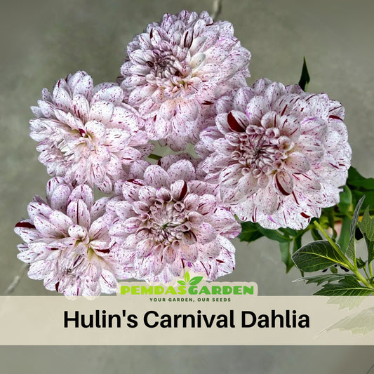 Hulin's Carnival Dahlia Perennial Seeds, 40+ seeds