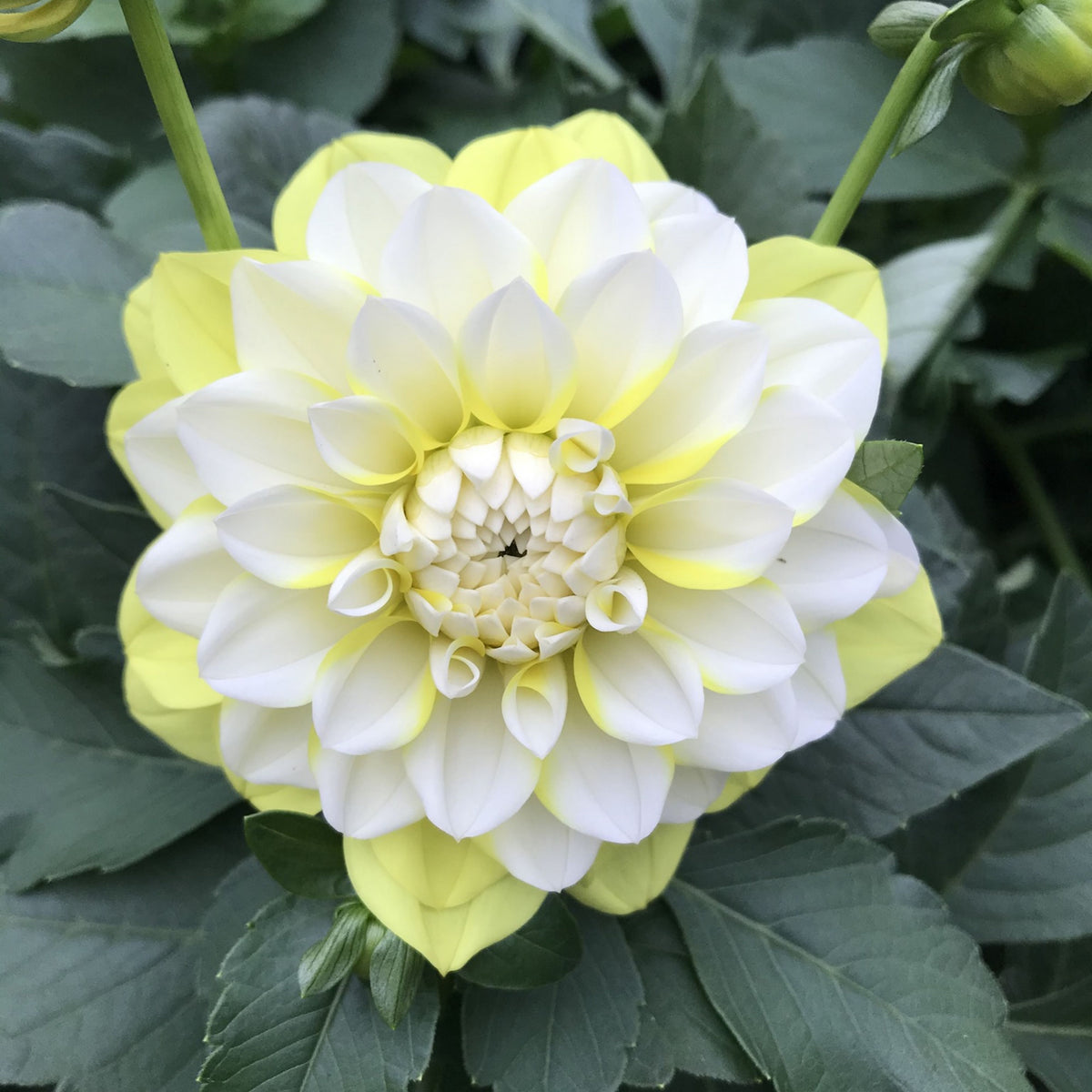 Grand Prix Dahlia Perennial Seeds - Long Lasting Blooms, 40+ seeds