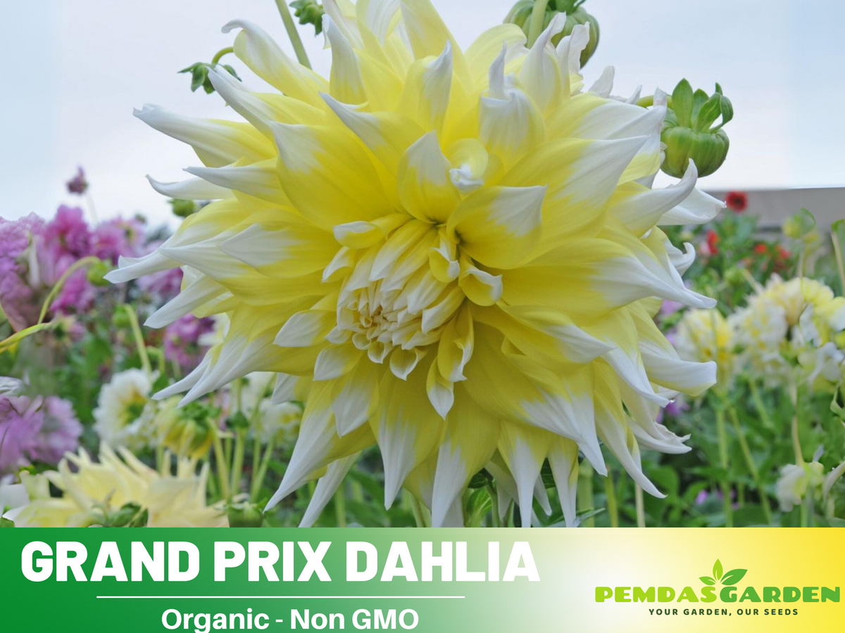 40+ Seeds|  Grand Prix Dahlia Perennial Seeds #D058