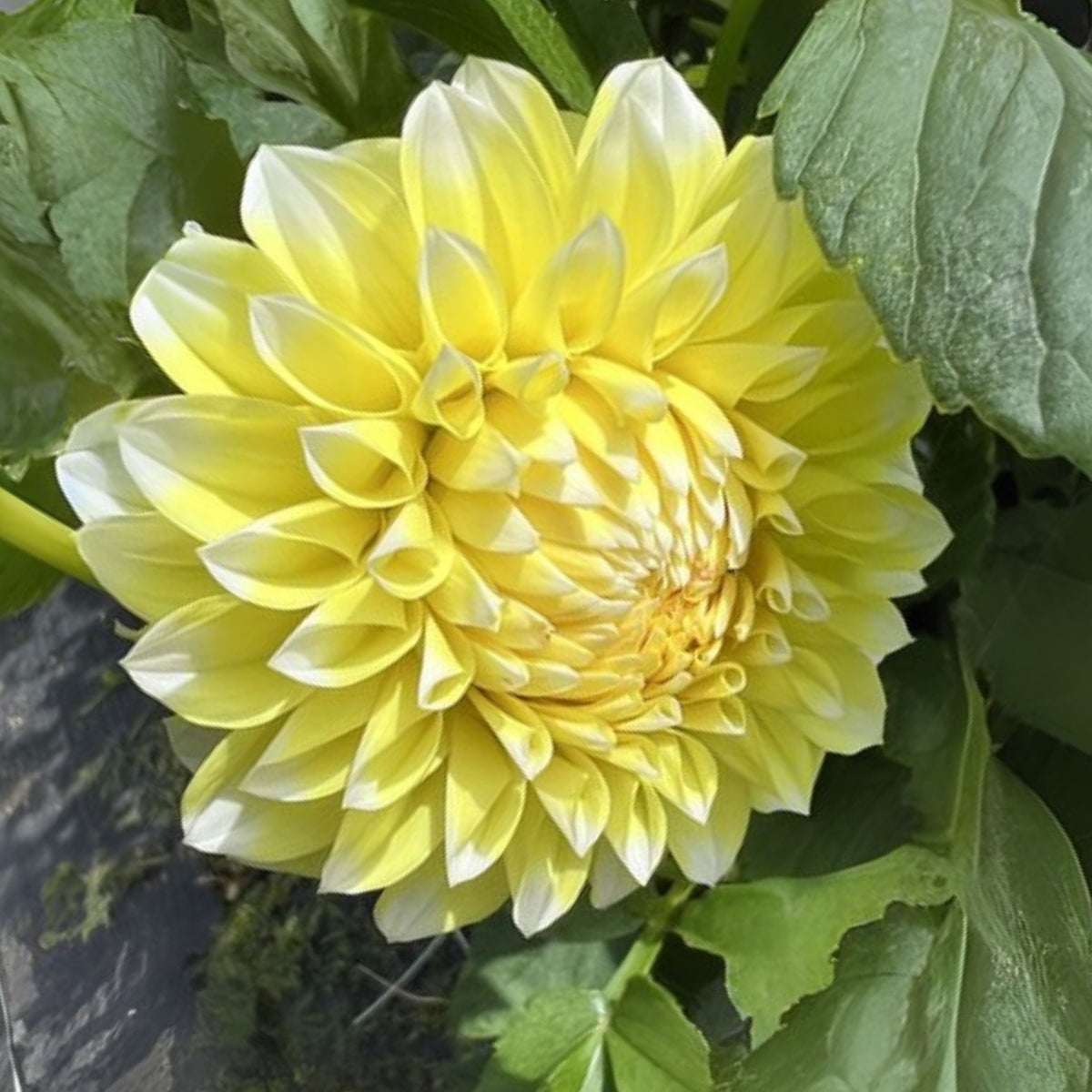Grand Prix Dahlia Perennial Seeds - Long Lasting Blooms, 40+ seeds