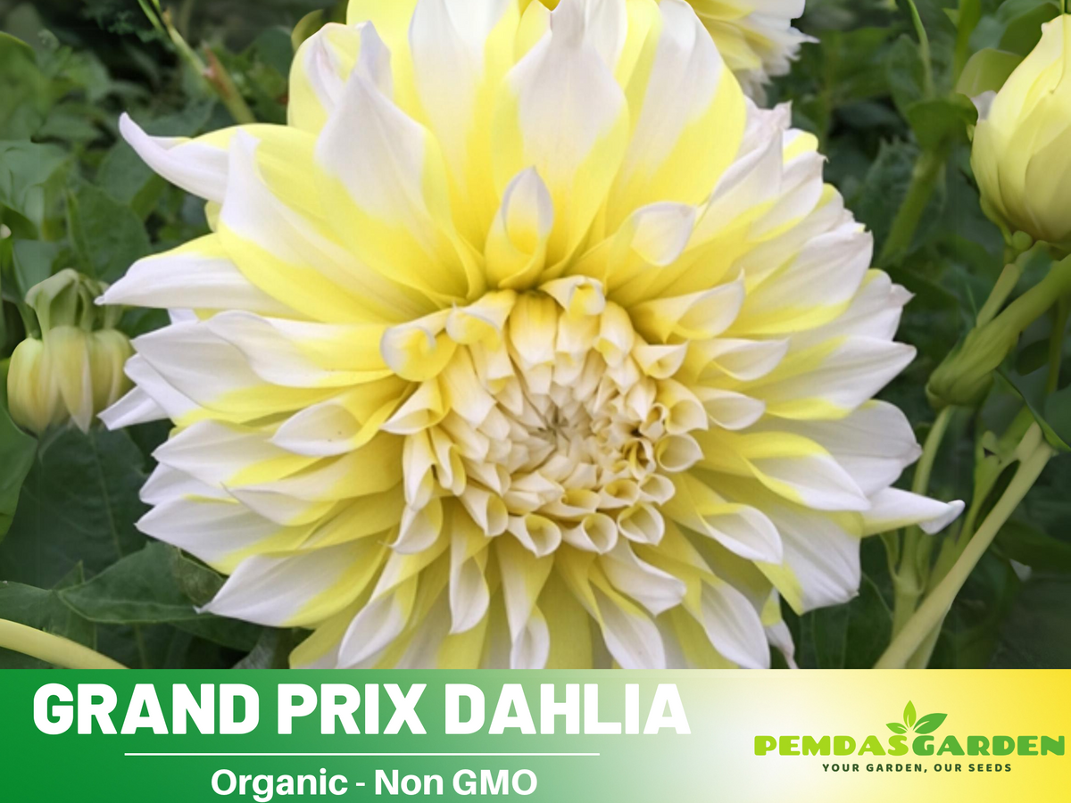40+ Seeds|  Grand Prix Dahlia Perennial Seeds #D058