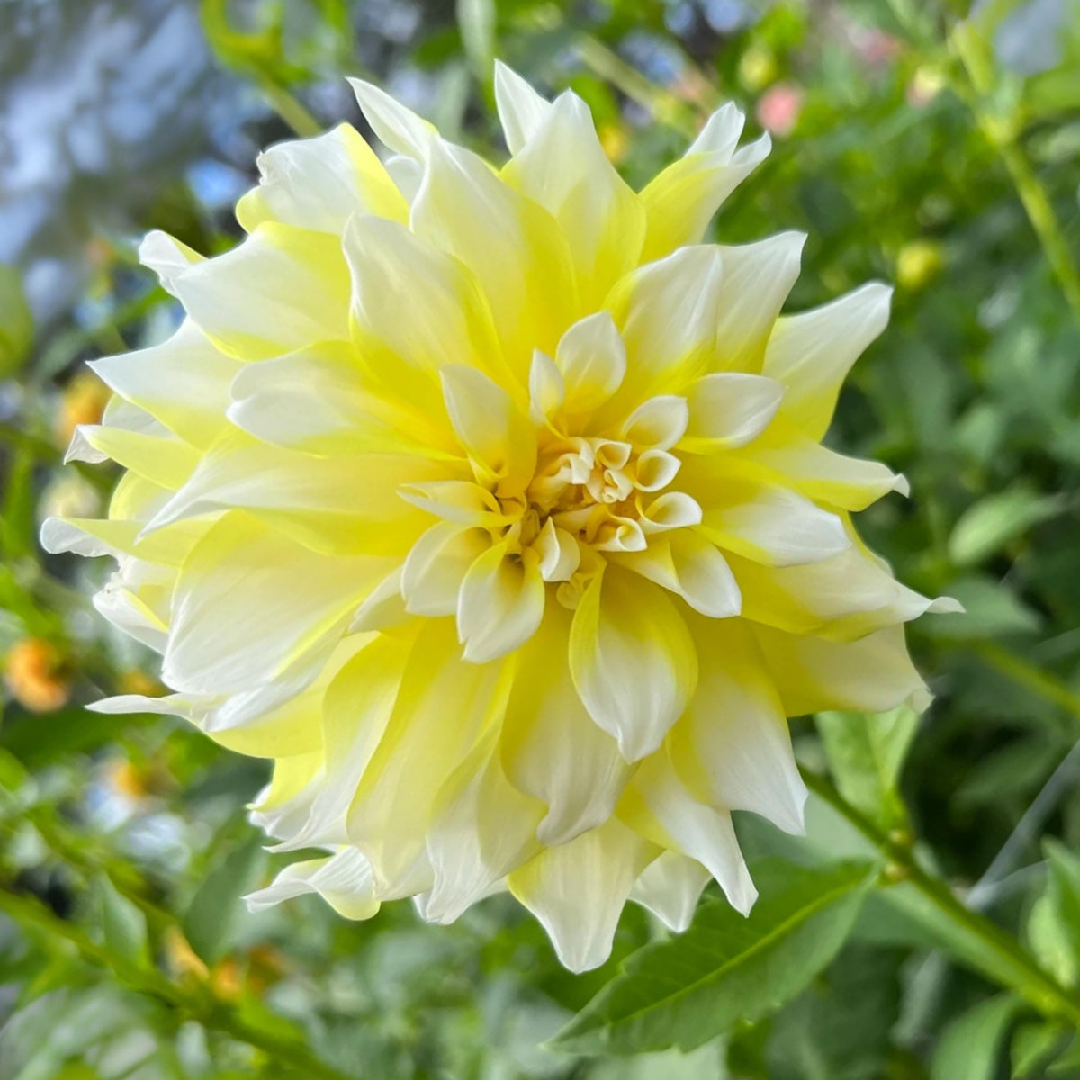 Grand Prix Dahlia Perennial Seeds - Long Lasting Blooms, 40+ seeds