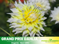 40+ Seeds|  Grand Prix Dahlia Perennial Seeds– Long Lasting Blooms, Ideal for Cut Flower Arrangements, Vibrant Garden Mix for Summer & Fall #D058