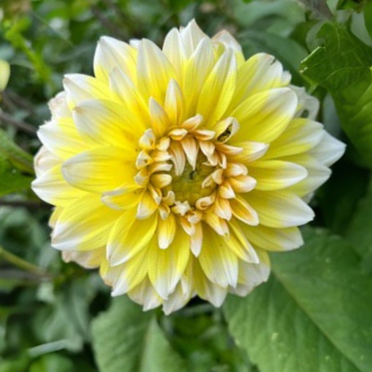 Grand Prix Dahlia Perennial Seeds - Long Lasting Blooms, 40+ seeds