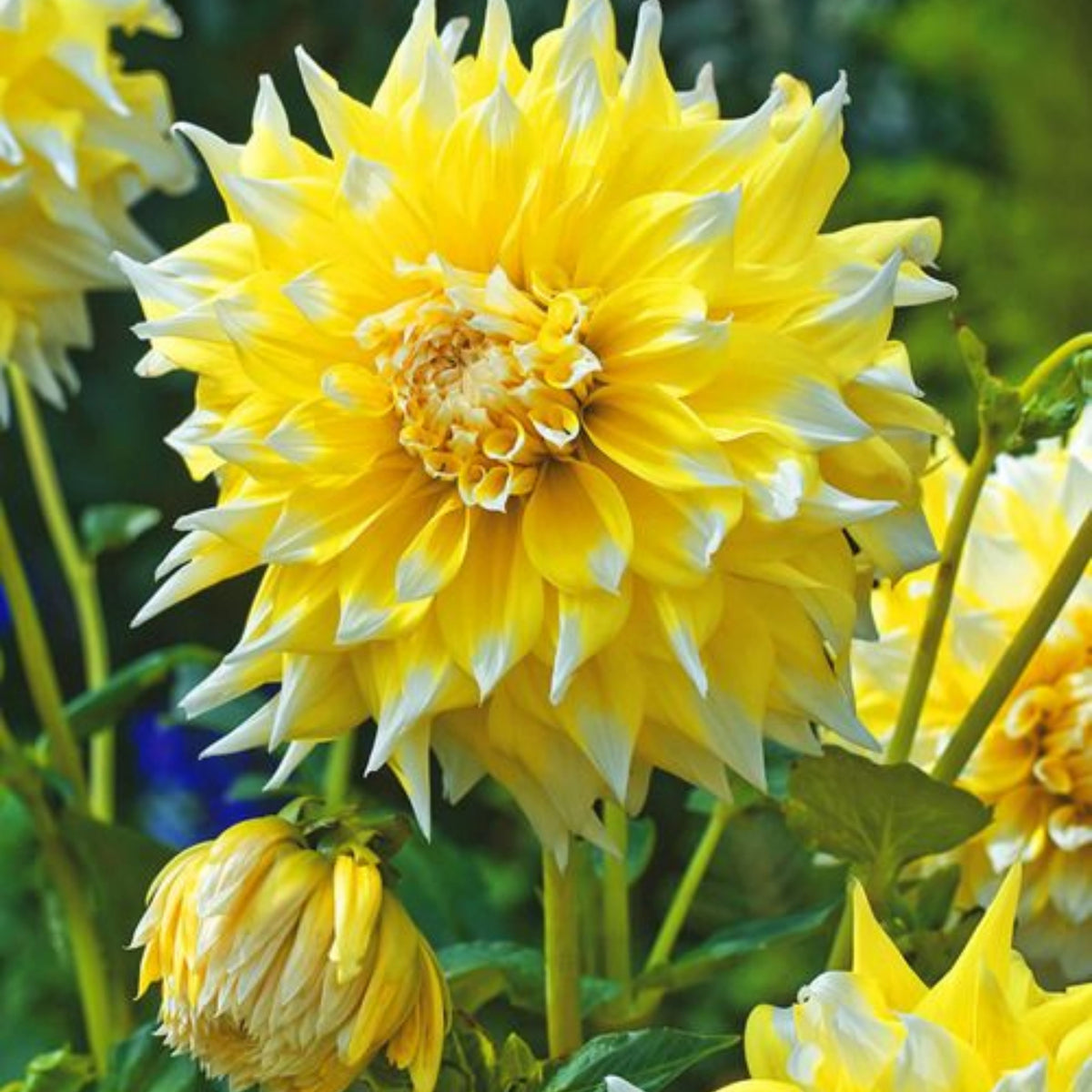 Grand Prix Dahlia Perennial Seeds - Long Lasting Blooms, 40+ seeds