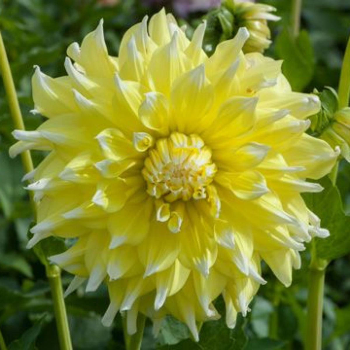 Grand Prix Dahlia Perennial Seeds - Long Lasting Blooms, 40+ seeds