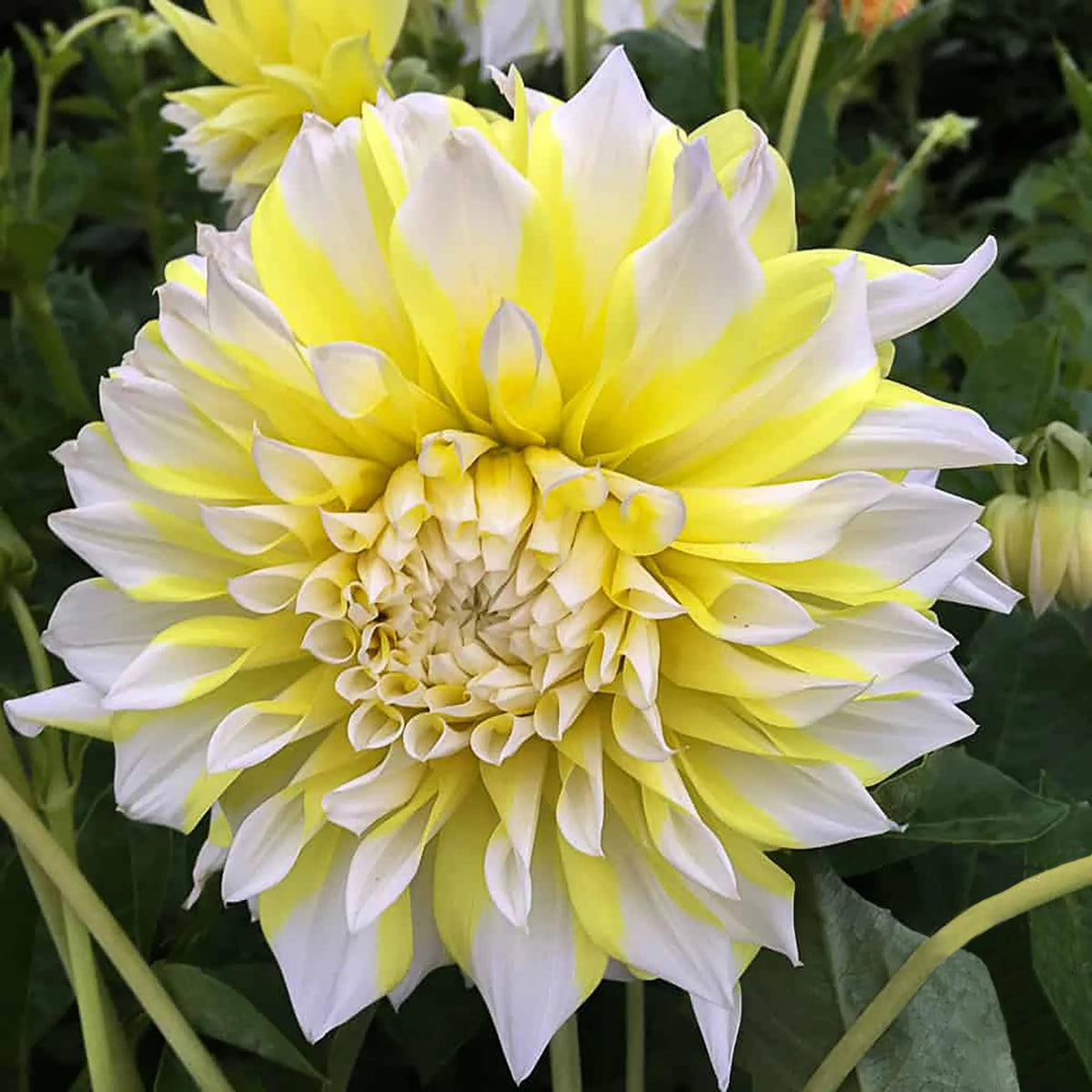 Grand Prix Dahlia Perennial Seeds - Long Lasting Blooms, 40+ seeds