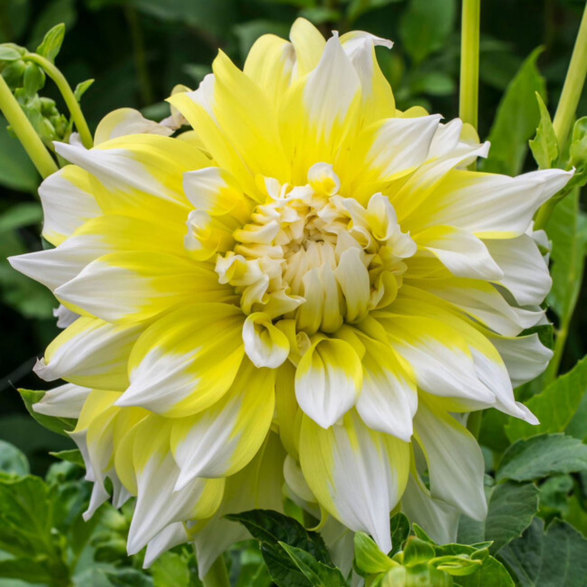 Grand Prix Dahlia Perennial Seeds - Long Lasting Blooms, 40+ seeds