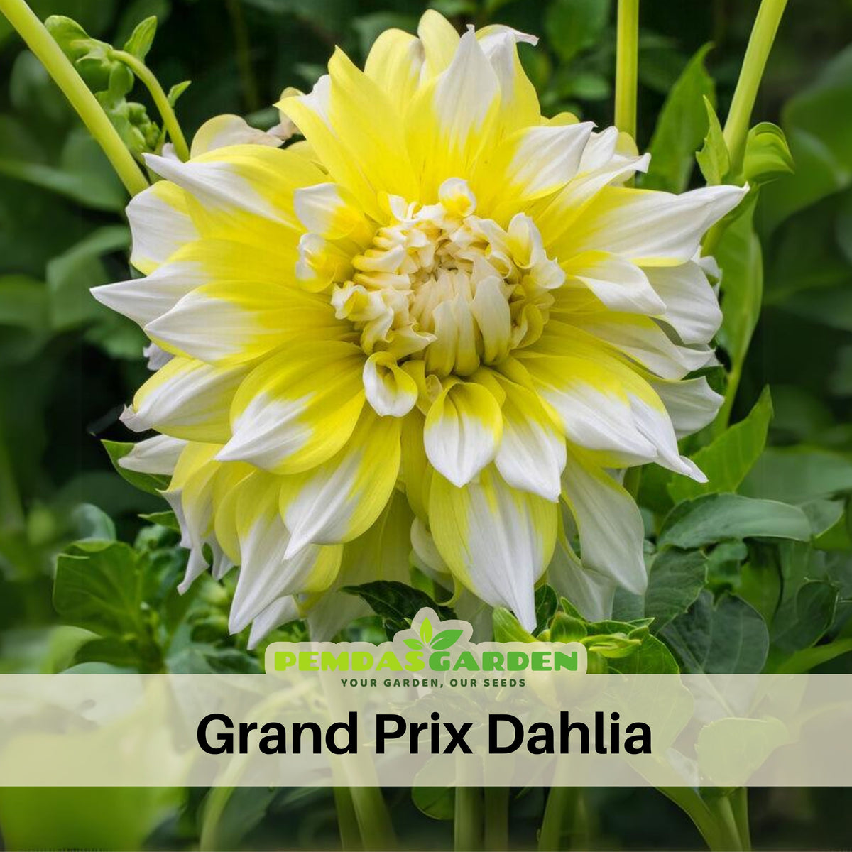 Grand Prix Dahlia Perennial Seeds - Long Lasting Blooms, 40+ seeds