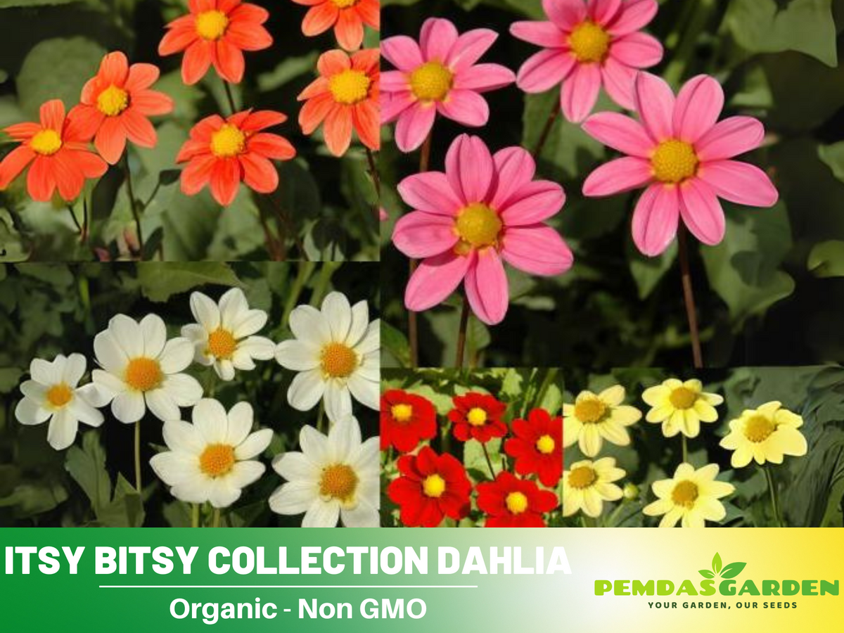 40+ Seeds-Itsy Bitsy Collection Dahlia Seeds #D059