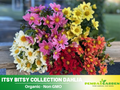 40+ Seeds-Itsy Bitsy Collection Dahlia Seeds- Authentic - Open-Pollinated - Organic - Heirloom - Flower Seeds - Container - Beds & Cut Bouquets #D059