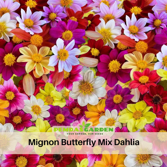 Mignon Butterfly Mix Dahlia Seeds - Colorful Mixed Blooms, 40+ seeds