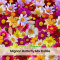 40+ Seeds-Mignon Butterfly Mix Dahlia Seeds -Colorful Mixed Blooms - Easy to Grow Garden Flowers - Cut Flower Collection #D059