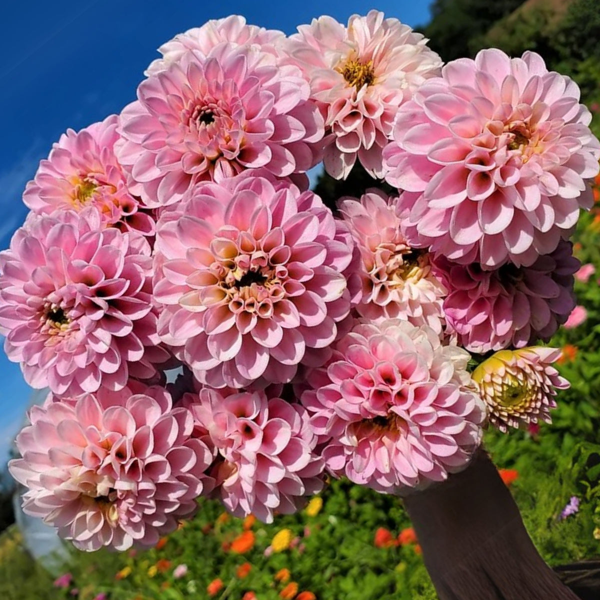 Wizard of Oz Dahlia Seeds - Pink and White Blooms, 40+ seeds