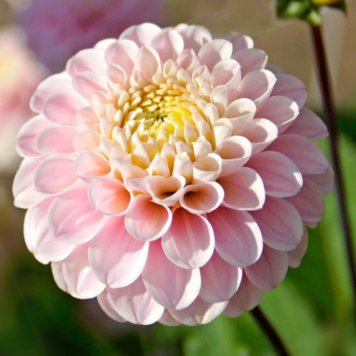 Wizard of Oz Dahlia Seeds - Pink and White Blooms, 40+ seeds