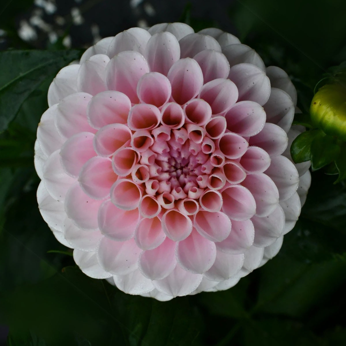 Wizard of Oz Dahlia Seeds - Pink and White Blooms, 40+ seeds