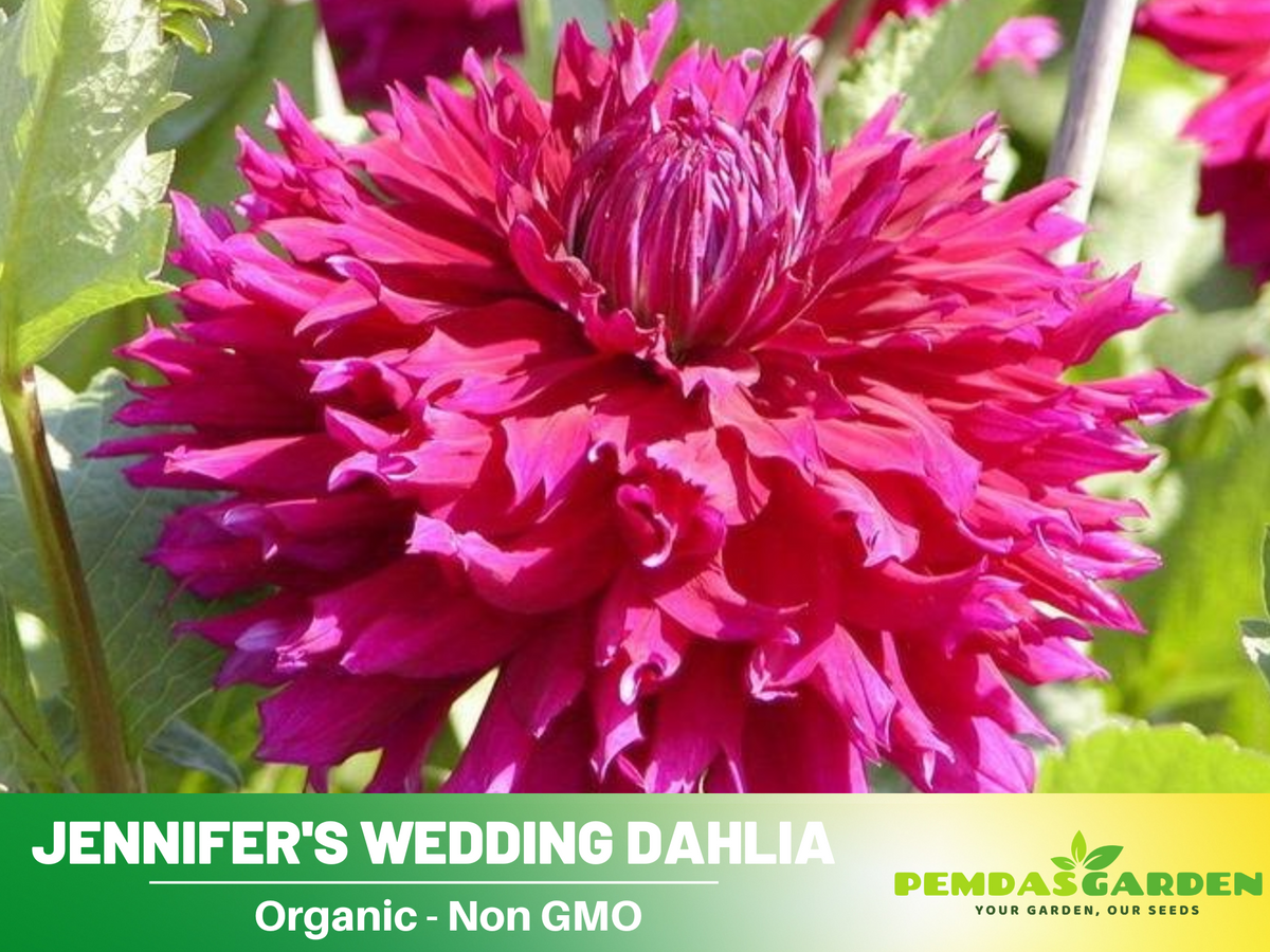 40+ Seeds|  Jennifer's Wedding Dahlia Perennial Seeds #D060