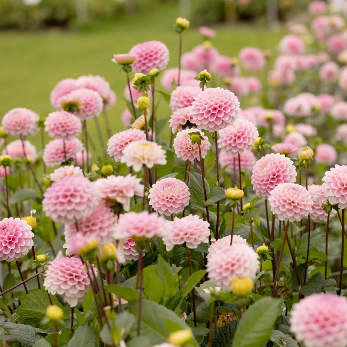 Wizard of Oz Dahlia Seeds - Pink and White Blooms, 40+ seeds