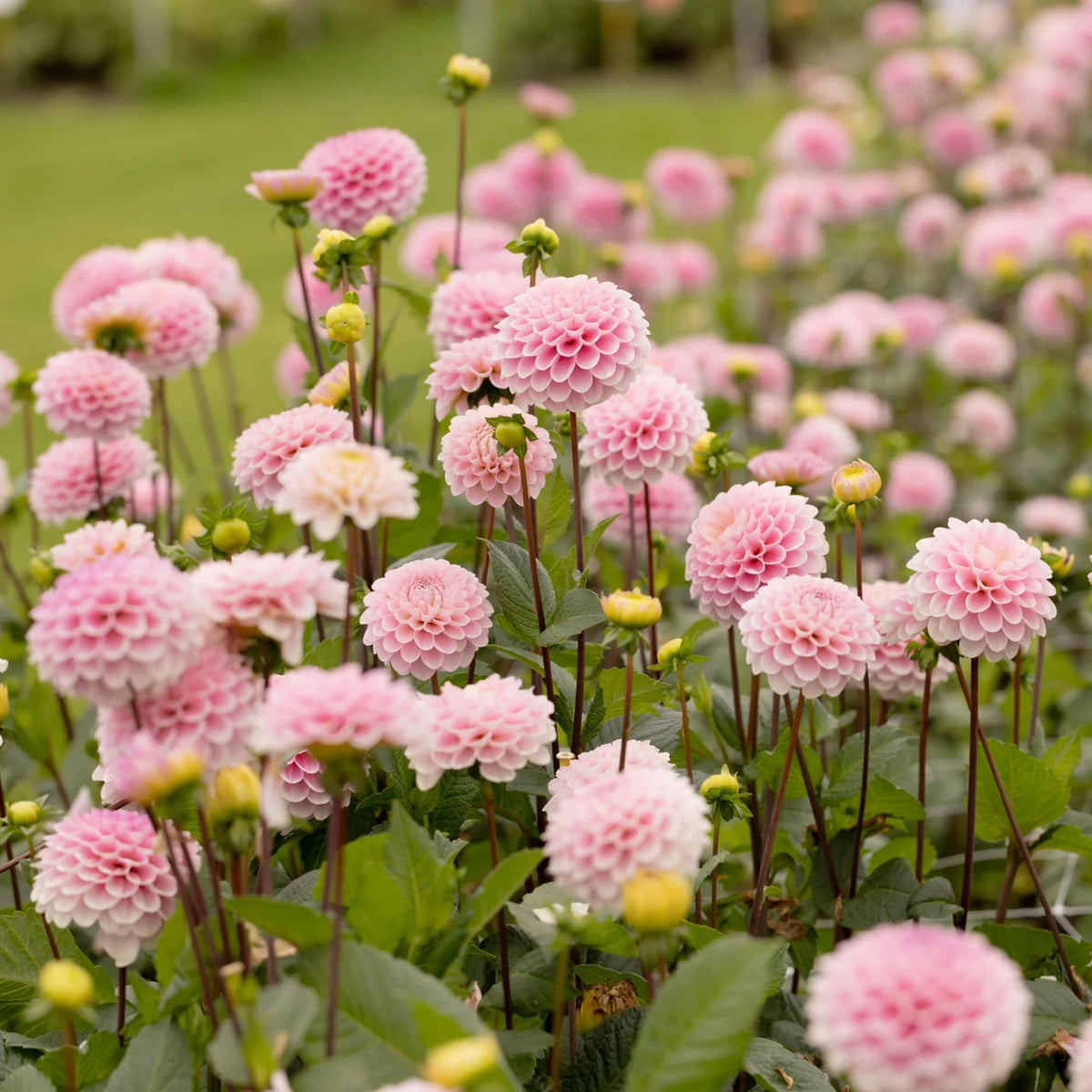 Wizard of Oz Dahlia Seeds - Pink and White Blooms, 40+ seeds