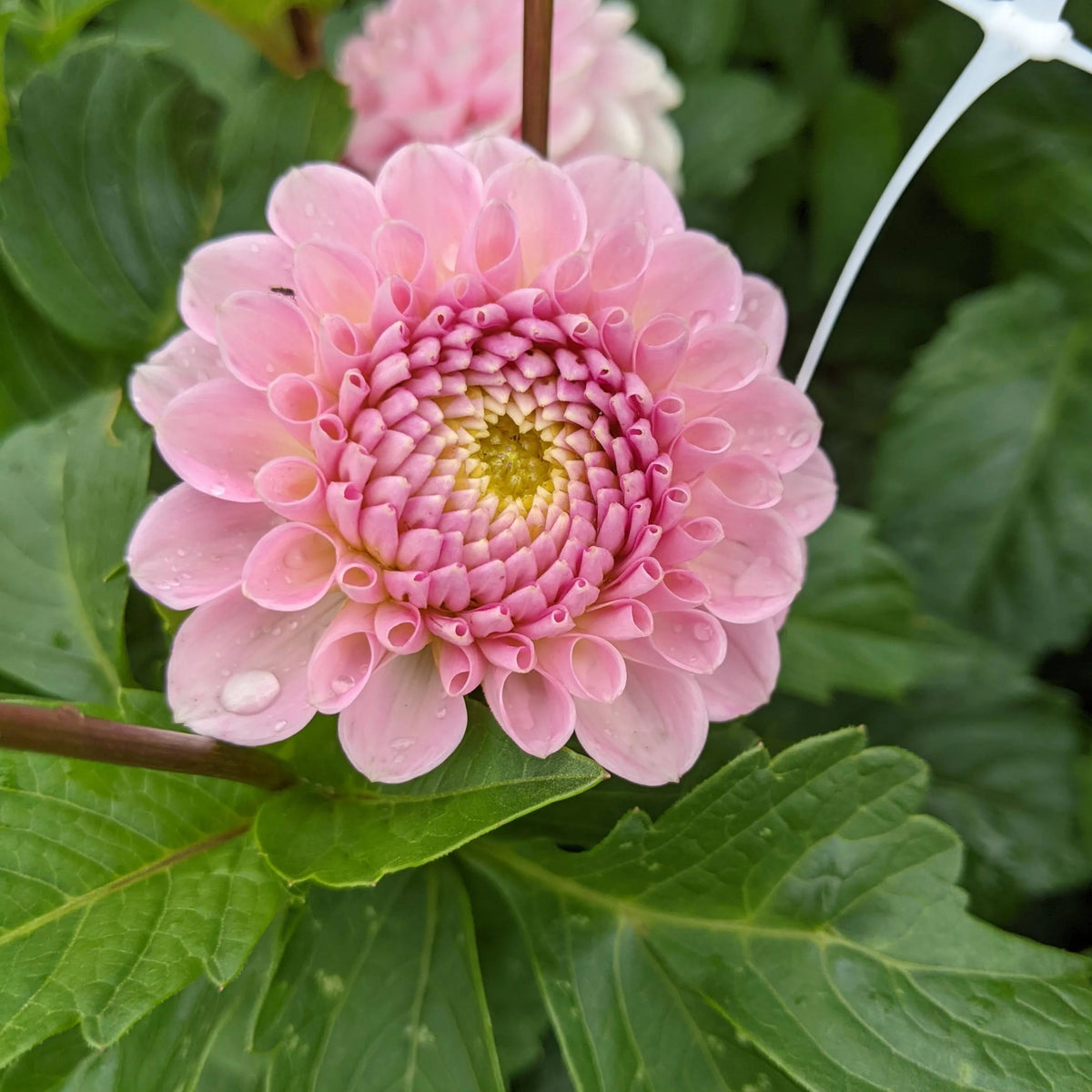 Wizard of Oz Dahlia Seeds - Pink and White Blooms, 40+ seeds