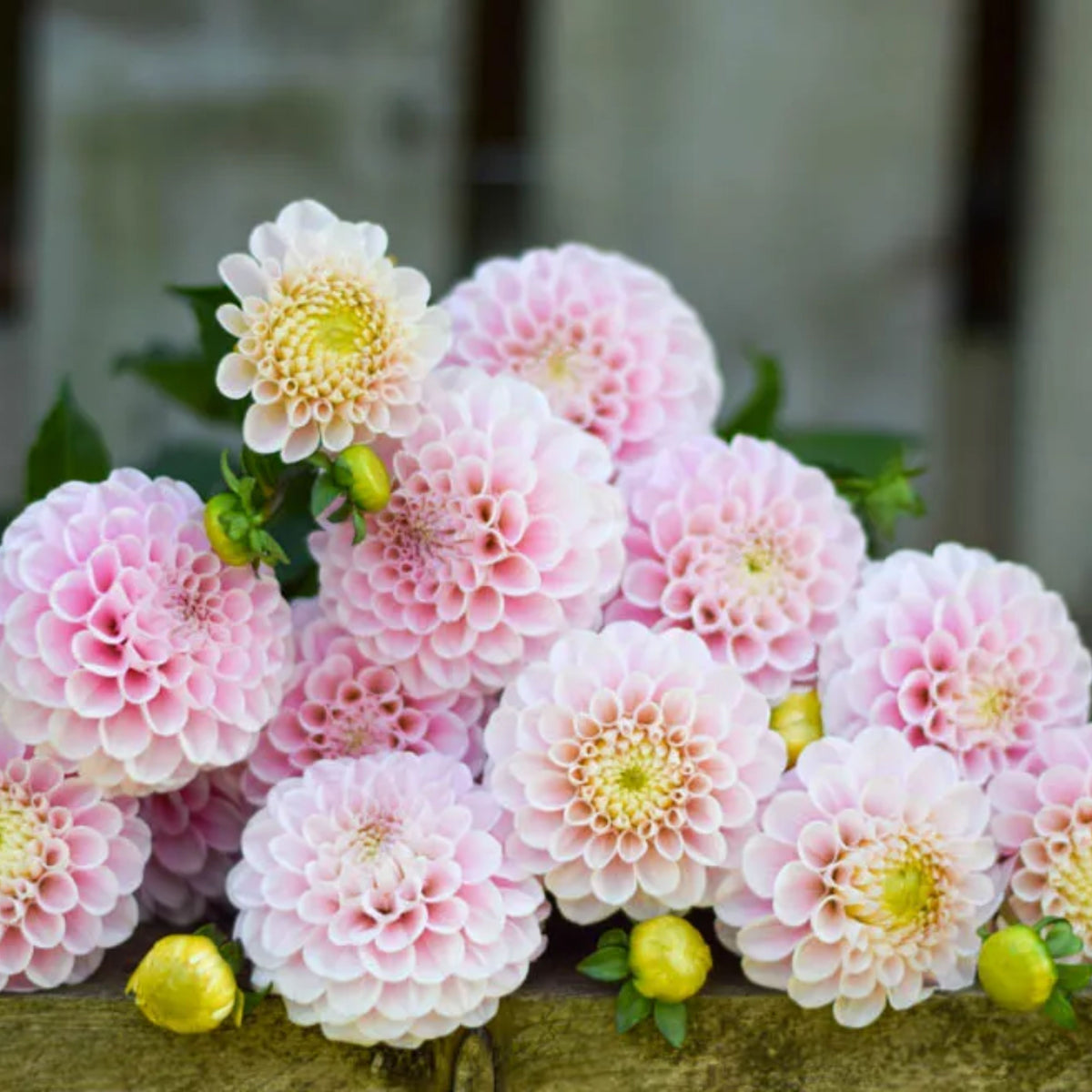 Wizard of Oz Dahlia Seeds - Pink and White Blooms, 40+ seeds
