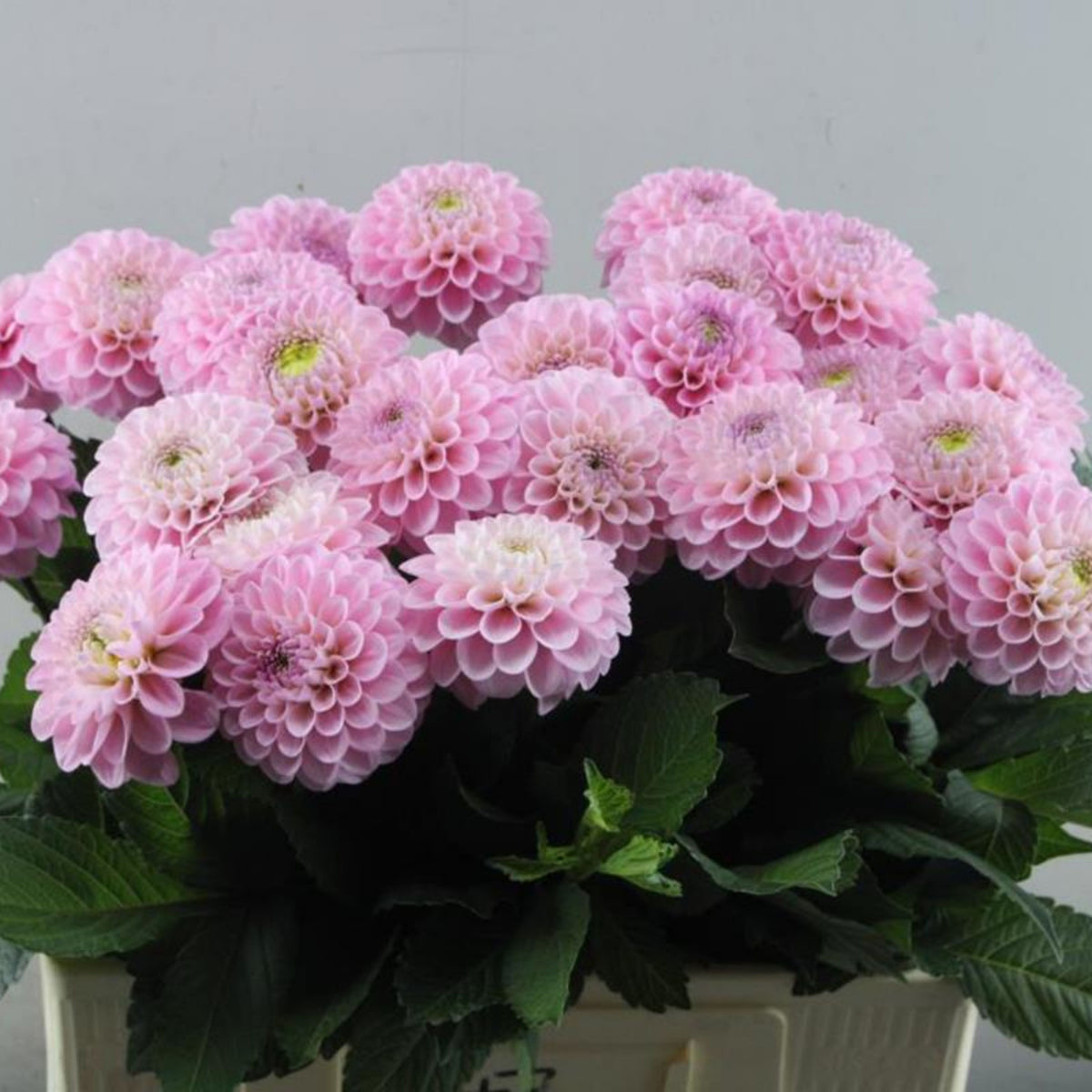 Wizard of Oz Dahlia Seeds - Pink and White Blooms, 40+ seeds