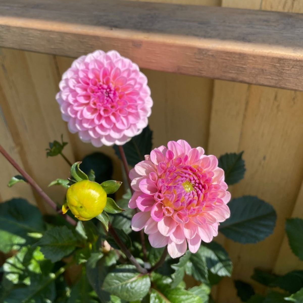 Wizard of Oz Dahlia Seeds - Pink and White Blooms, 40+ seeds