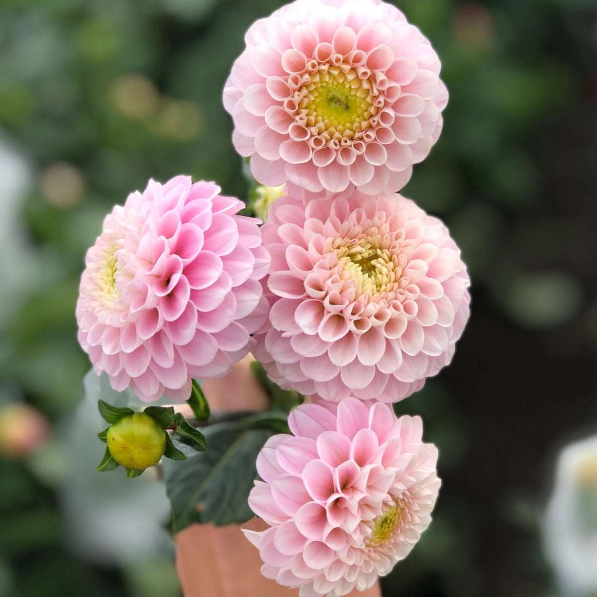 Wizard of Oz Dahlia Seeds - Pink and White Blooms, 40+ seeds