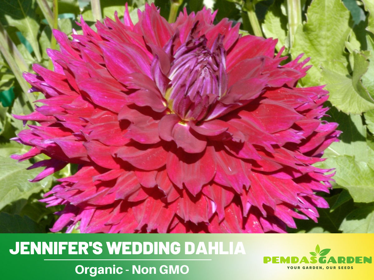 40+ Seeds|  Jennifer's Wedding Dahlia Perennial Seeds #D060