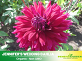 40+ Seeds|  Jennifer's Wedding Dahlia Perennial Seeds– Long Lasting Blooms, Ideal for Cut Flower Arrangements, Vibrant Garden Mix for Summer & Fall #D060