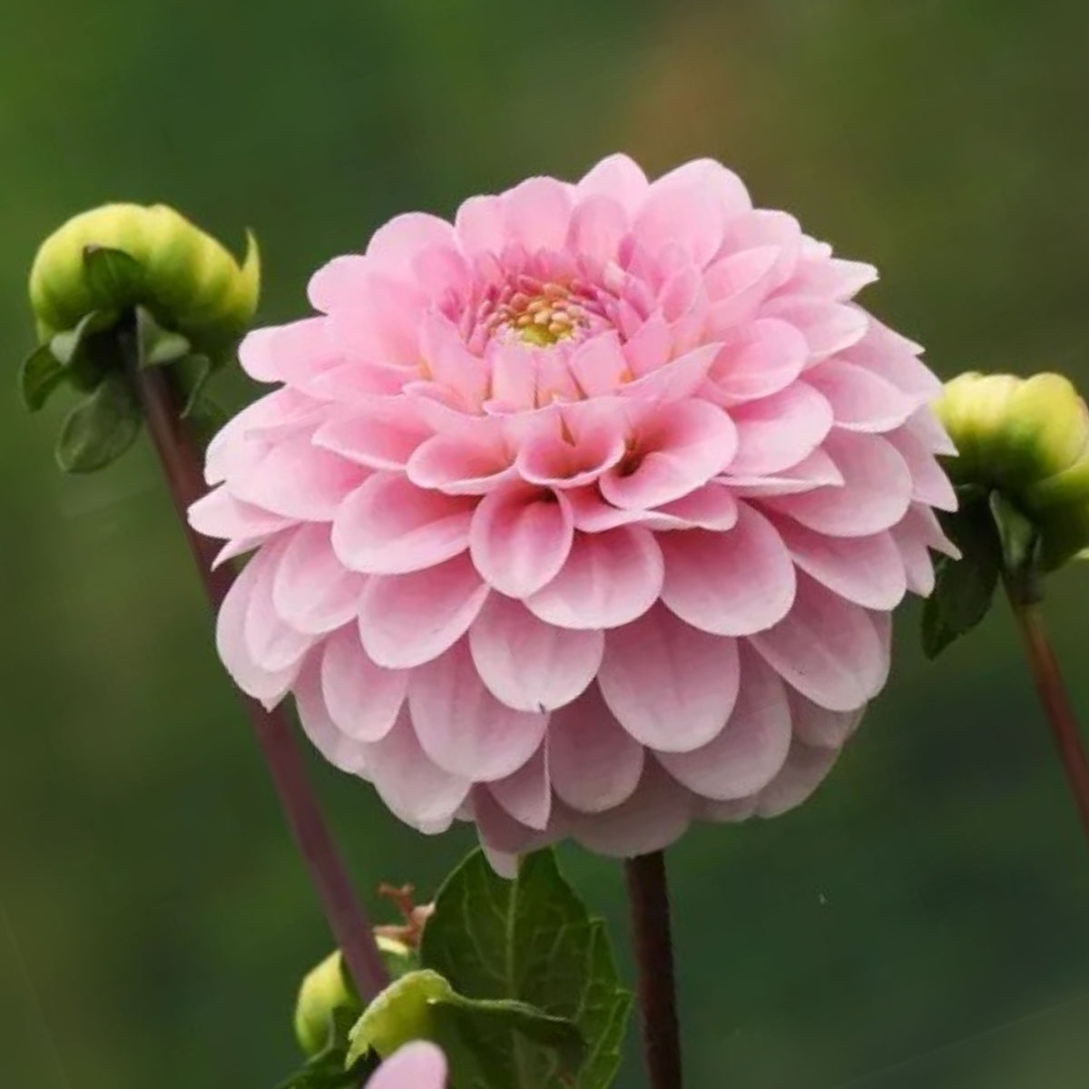 Wizard of Oz Dahlia Seeds - Pink and White Blooms, 40+ seeds