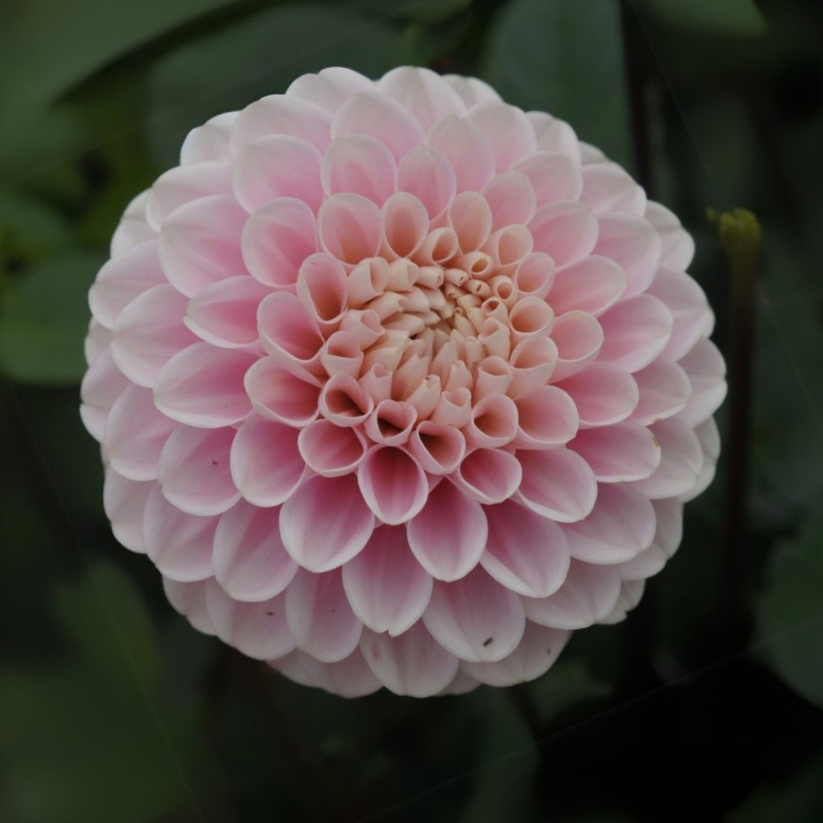 Wizard of Oz Dahlia Seeds - Pink and White Blooms, 40+ seeds