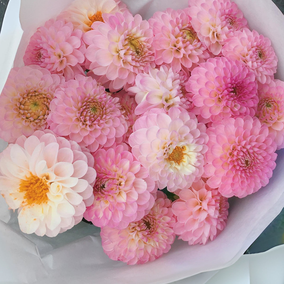 Wizard of Oz Dahlia Seeds - Pink and White Blooms, 40+ seeds