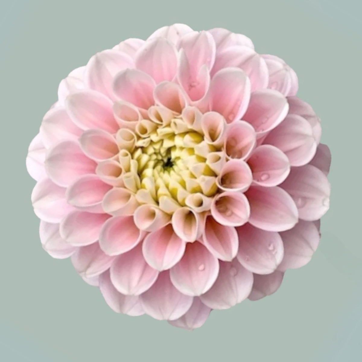 Wizard of Oz Dahlia Seeds - Pink and White Blooms, 40+ seeds
