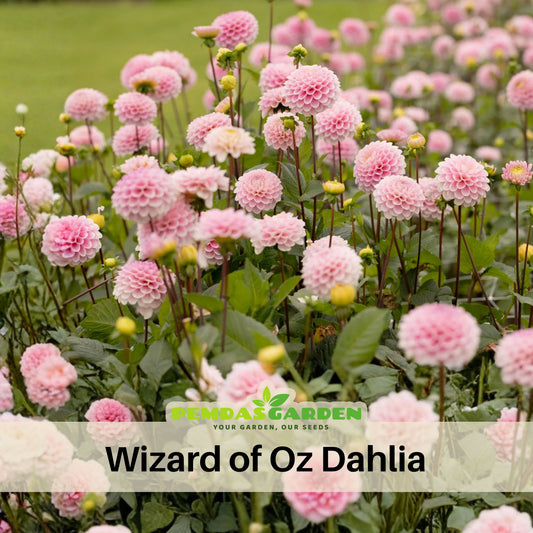 Wizard of Oz Dahlia Seeds - Pink and White Blooms, 40+ seeds