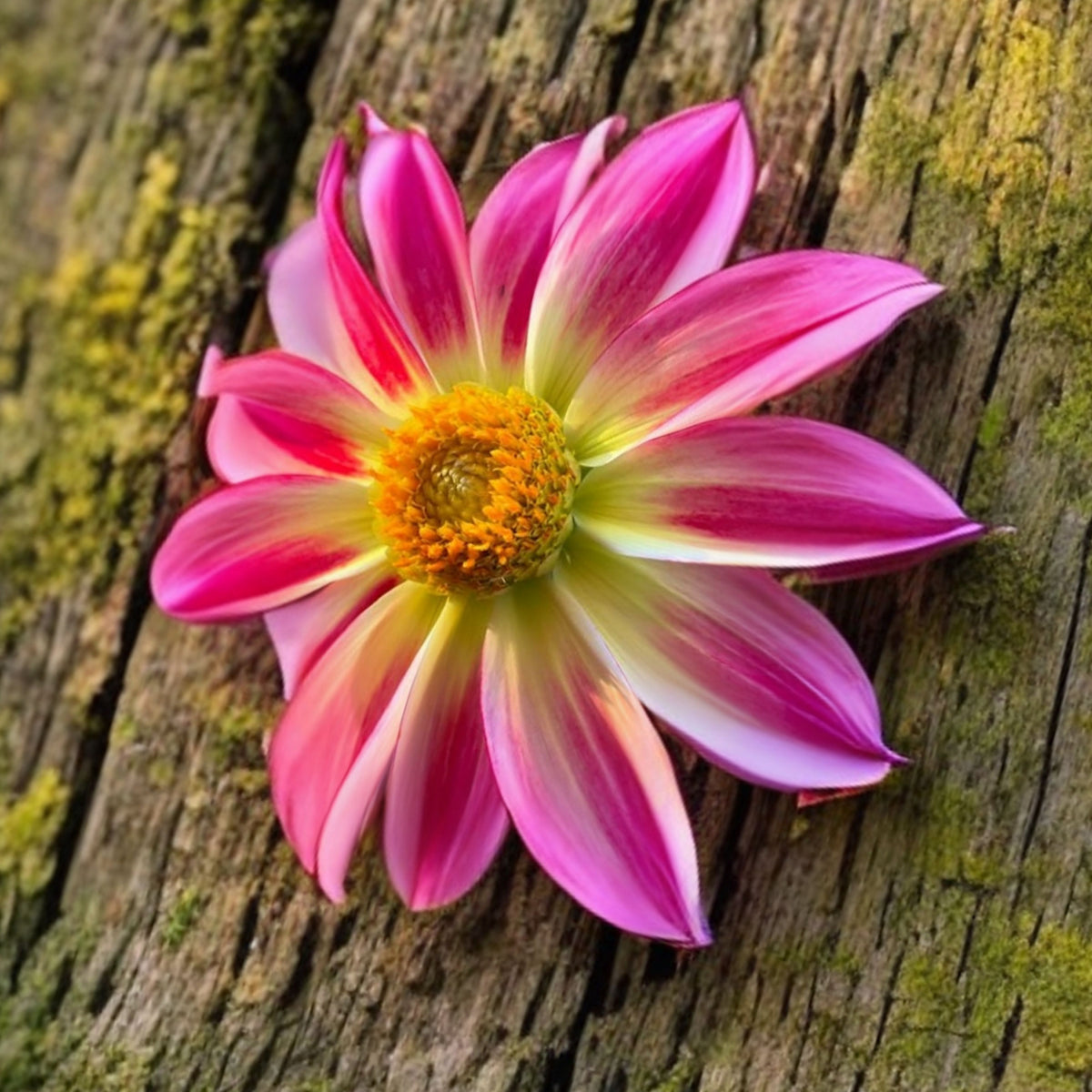 Junkyard Dog Perennial Seeds - Long Lasting Blooms, 40+ seeds