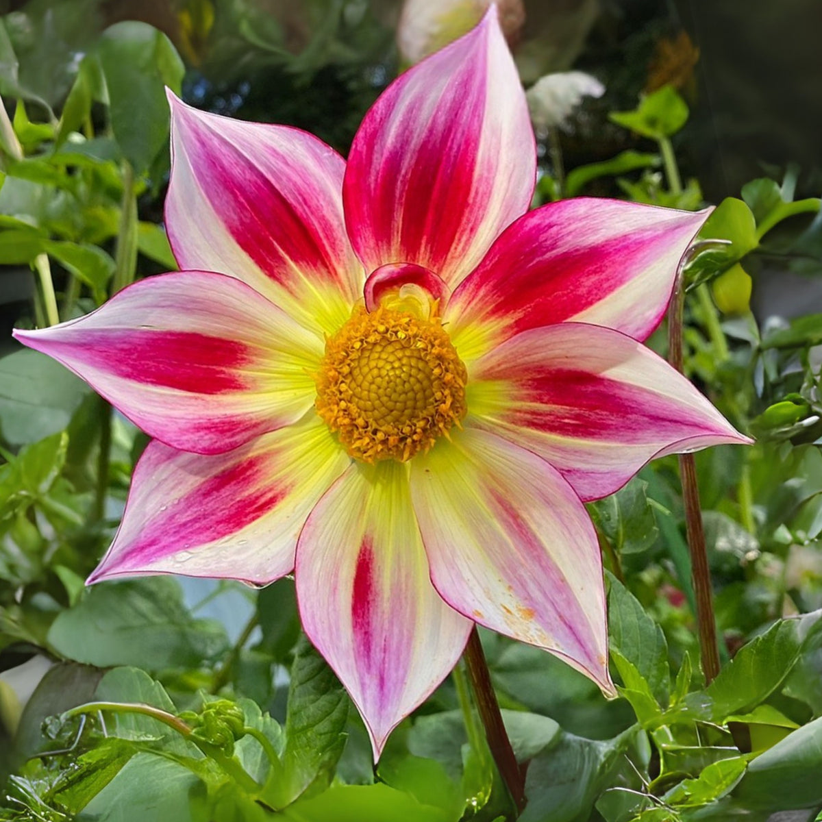 Junkyard Dog Perennial Seeds - Long Lasting Blooms, 40+ seeds