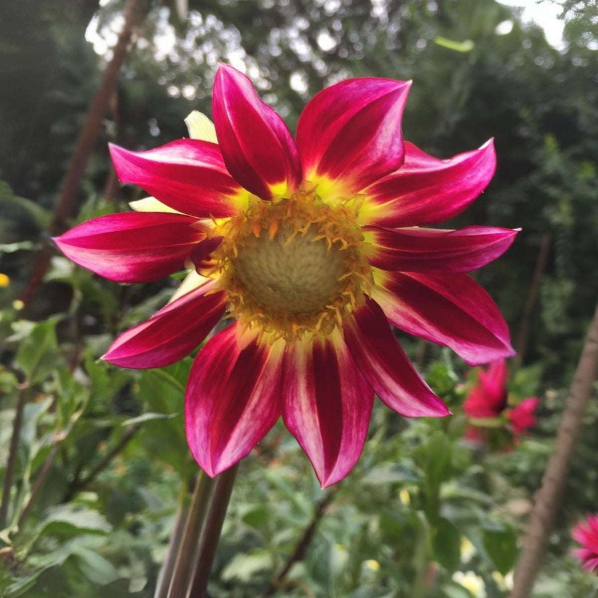 Junkyard Dog Perennial Seeds - Long Lasting Blooms, 40+ seeds